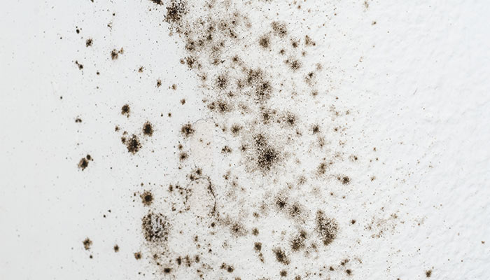 Alergeni u kući – Buđ