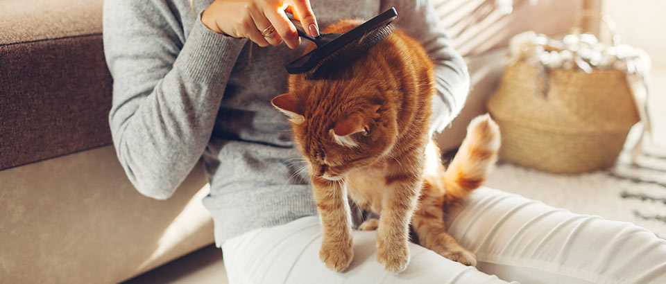 Alergeni u kući &ndash; životinjska perut, činjenice o alergijama